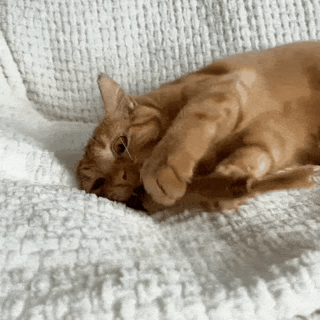 Thalique Natural Silvervine Dental Sticks