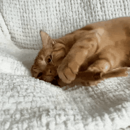 Thalique Natural Silvervine Dental Sticks