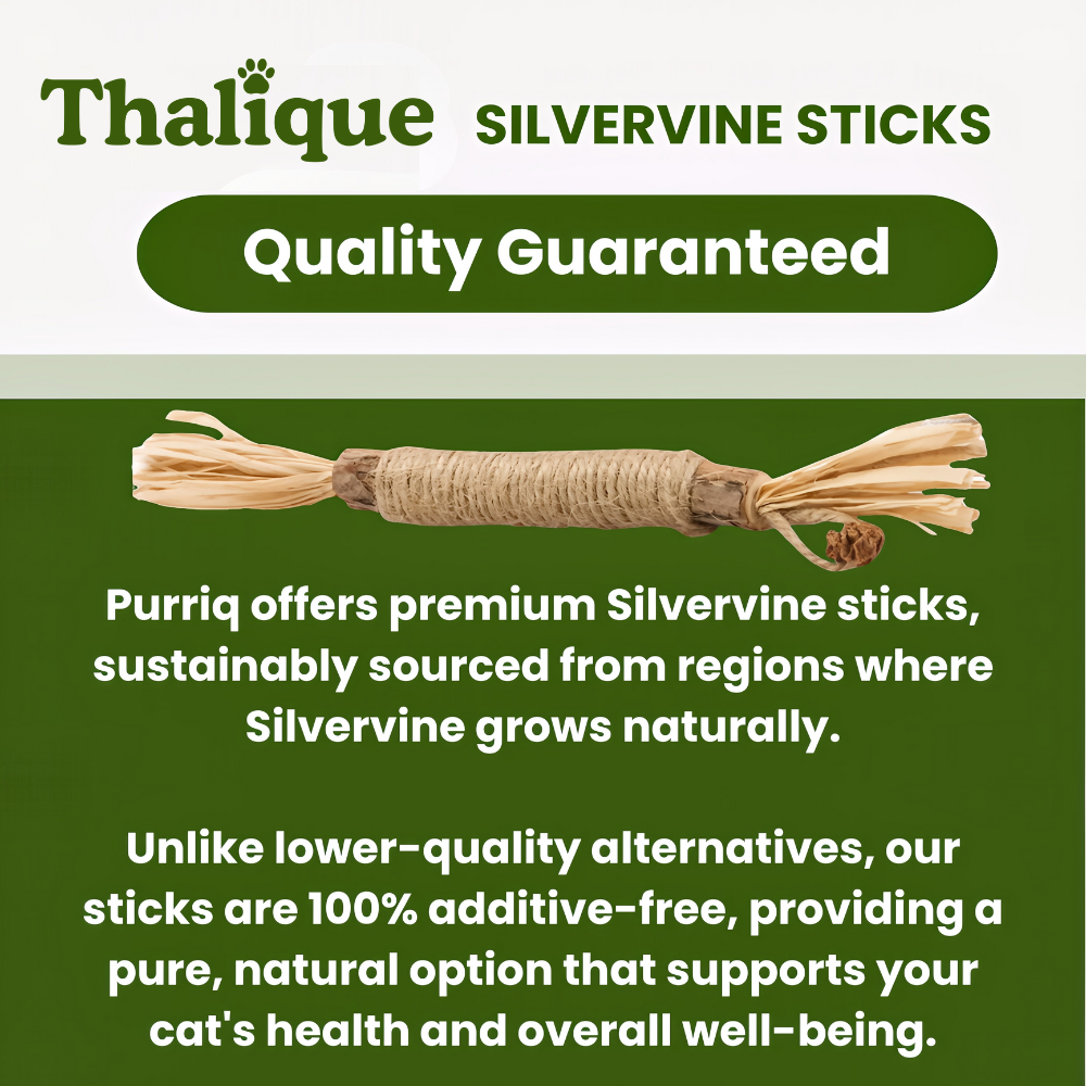 Thalique Natural Silvervine Dental Sticks